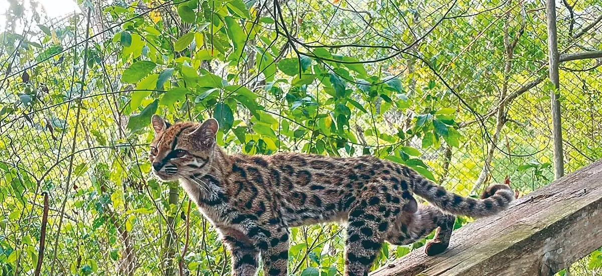 Todo lo que debe saber del Leopardus Tilcayo