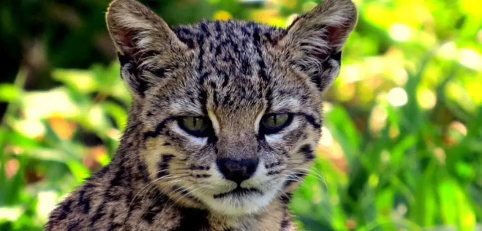 El gato montés en Bolivia enfrenta la amenaza del virus de la panleucopenia