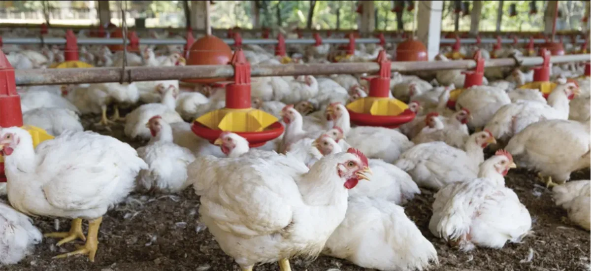 Desde este viernes, el precio del kilo de pollo vivo costará Bs 8, afirman los avicultores