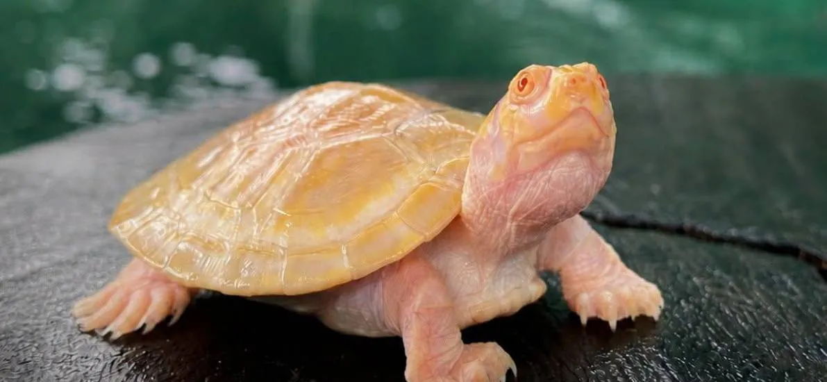 Nace una peta albina de río en la Reserva Manuripi y la Amazonía boliviana vuelve a maravillar al mundo