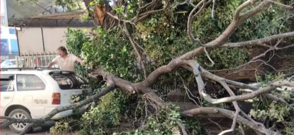 Vientos de más de 80 km/h derriban árboles y un toldo en Santa Cruz; reportan un herido