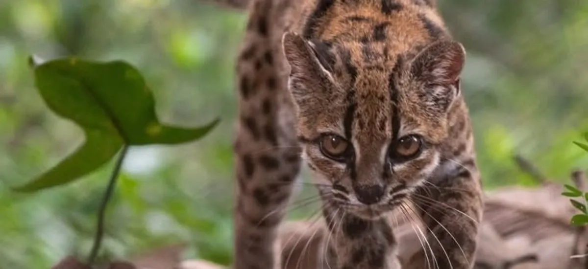 Descubren en Bolivia una nueva especie de gato silvestre: el tilcayo