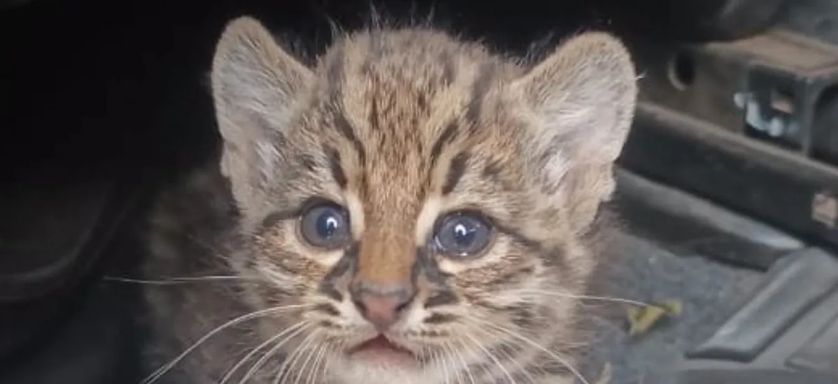 Incendios: rescatan a un cachorro felino en la comunidad Divino Niño