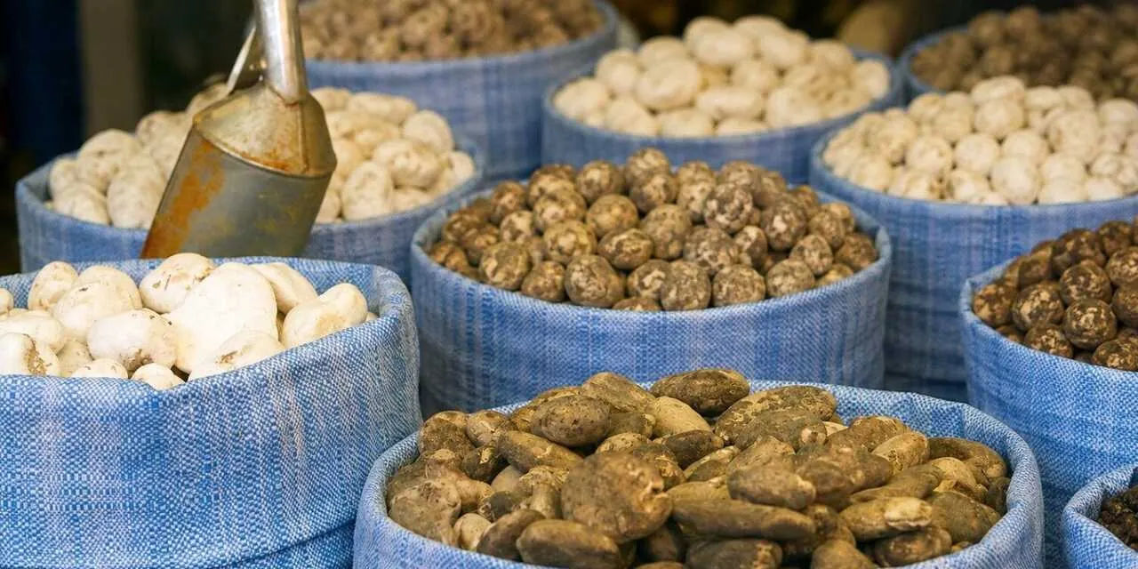 Investigación de la UMSA revela que el chuño y la tunta pueden favorecer la salud intestinal