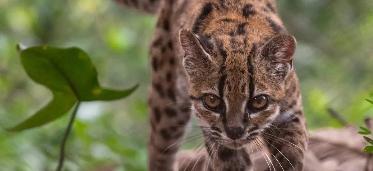 ¿Dónde habita el Tilcayo? La nueva especie de felino descubierta en Bolivia sorprende al mundo