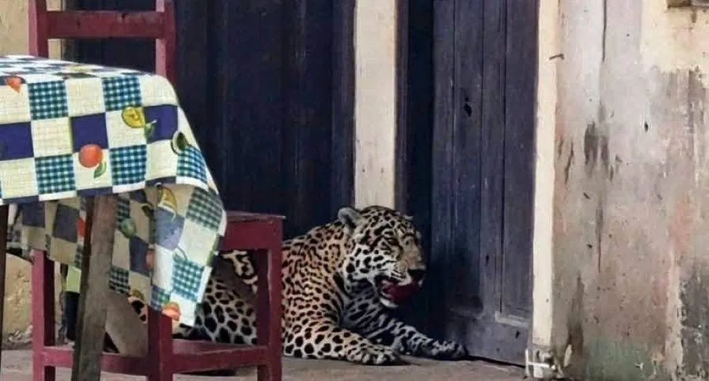 ¿Es biocidio? Un jaguar ingresa en una casa de Guayaramerín y un dirigente lo mata con una escopeta