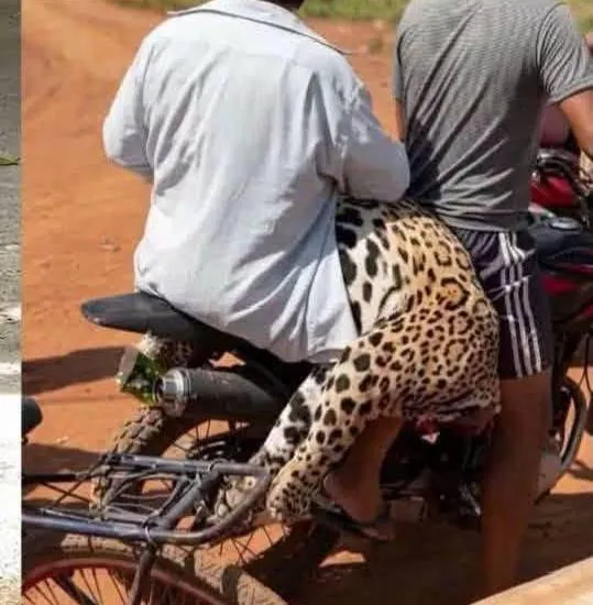 Aprehendido por matar a jaguar en Beni será imputado por al menos cuatro delitos