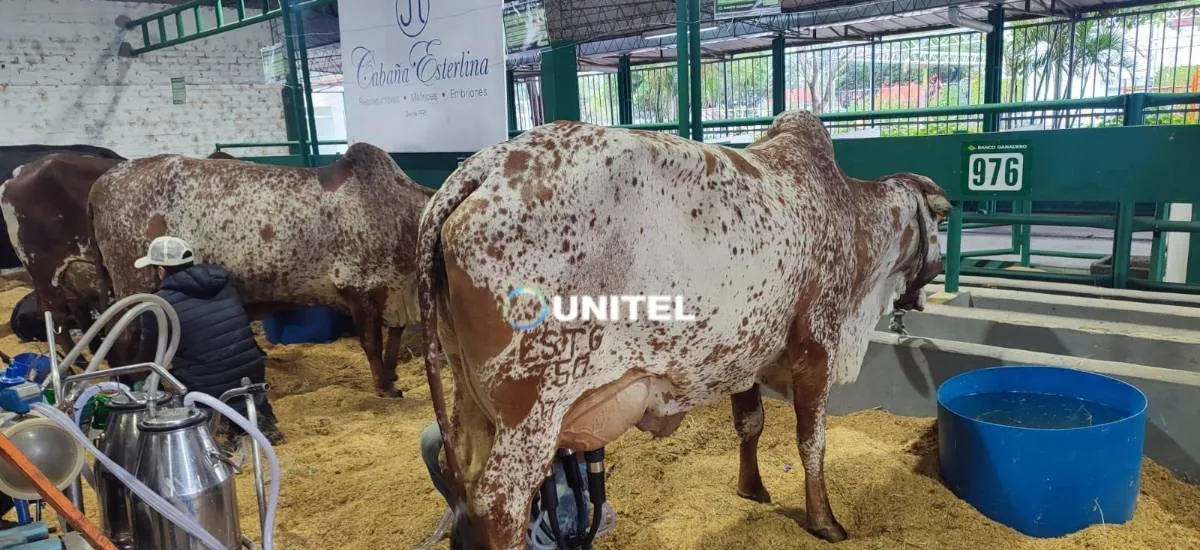 Arranca el concurso lechero con miras a la Expocruz 2026