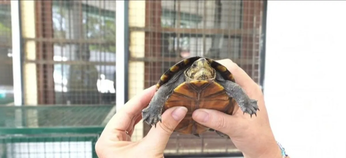 Gobernación rescata 40 animales silvestres durante operativo contra el tráfico de fauna en El Torno