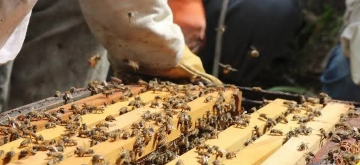 El Gobierno nacional hace efectivo el pago a los productores apícolas de Santa Cruz