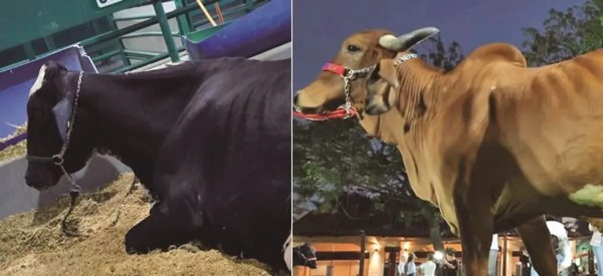Catalina y Graciela, las campeonas en el concurso lechero de Expocruz