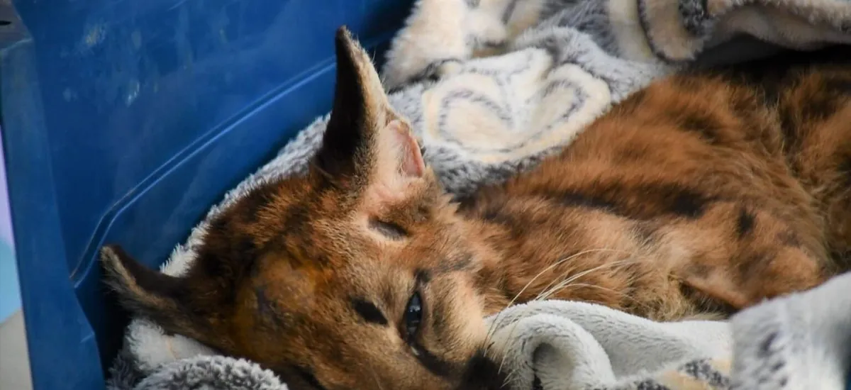 Murió Valentín, el puma que sufrió graves lesiones tras caer de un árbol