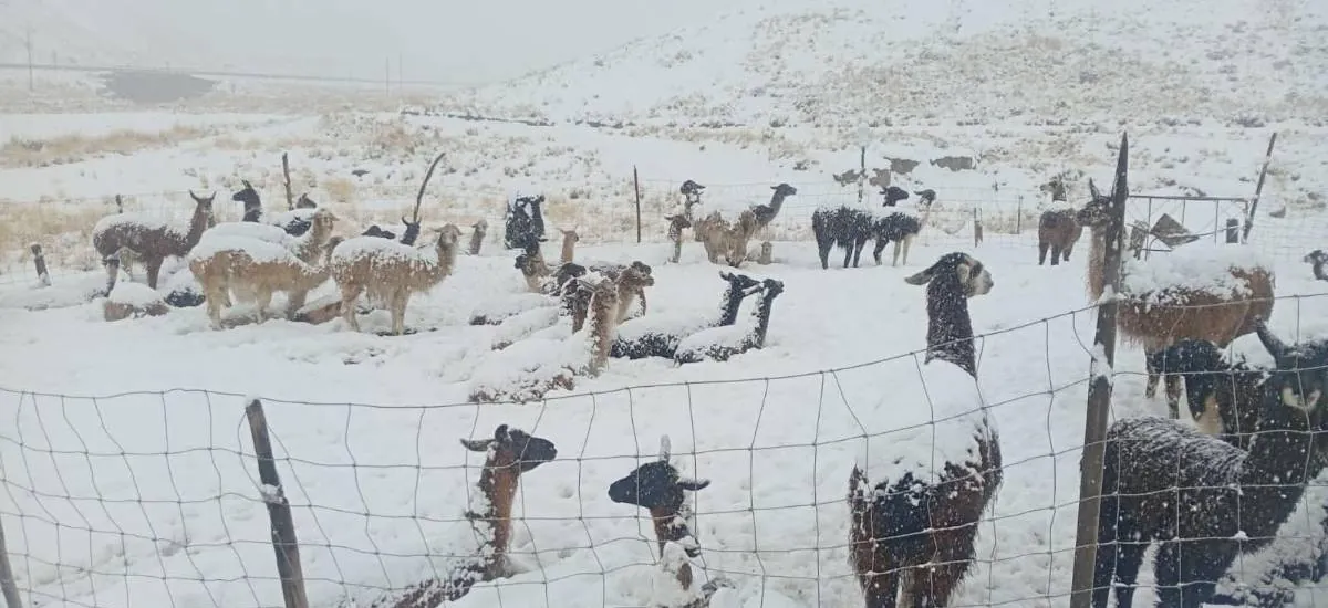 Más de 1.000 camélidos han muerto en Cocapata debido a las intensas nevadas y heladas