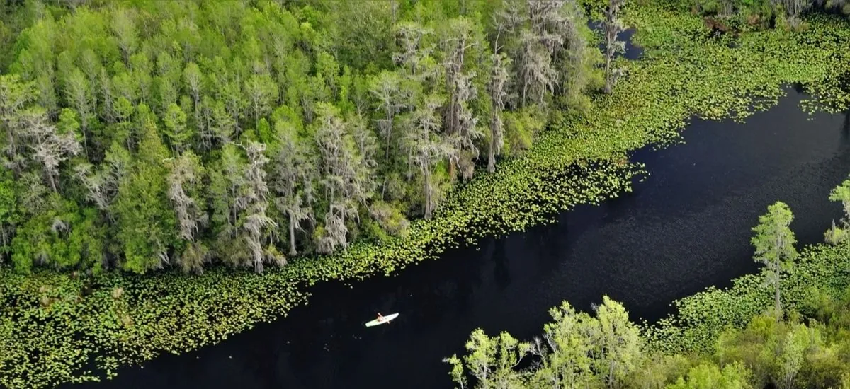 Okefenokee, santuario prehistórico de agua dulce en EE.UU., aspira ser tesoro de la Unesco
