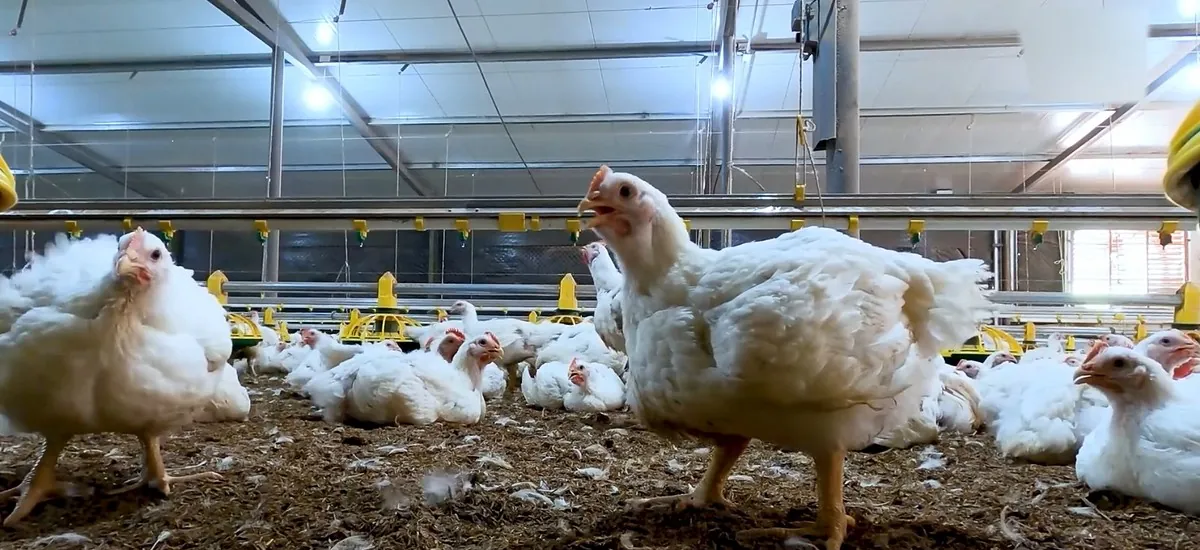 Avicultores se declaran en emergencia y advierten riesgo para la provisión de pollo