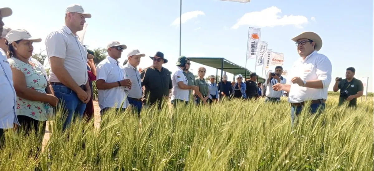 Anapo celebra la versión 33 del Día Nacional del Trigo en Cuatro Cañadas